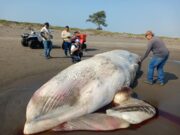 La ballena que apareció en playas de Nautla pudo haber vivído 130 años