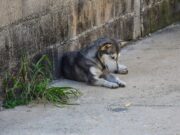 Dan seguimiento autoridades a reportes de maltrato animal en Coatza