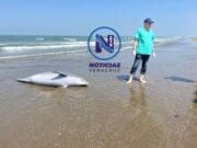 Segundo delfín sin vida en Coatza, lo encontraron sin una aleta