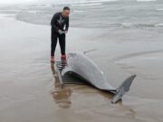 Piden laboratorio para necropsias de especies marinas