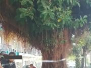 Denuncian árbol convertido en retrete gratuito