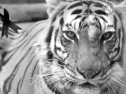 Muere «Ronda», tigresa de 16 años en Veracruz