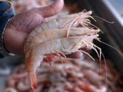 Exhorta IMSS Veracruz Sur a prevenir enfermedades por consumo de pescados y marisco