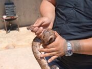Boa se escondía en baños de parque en Coatza