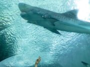 Confirman muerte de Benito, tiburon tigre del acuario de Veracruz