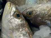 Garantizan locatarios mariscos de calidad en Coatzacoalcos