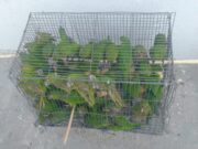 Rescatan a 30 pericos aztecas en la carretera Cárdenas – Coatzacoalcos