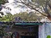 Mapaches hacen el «delicioso» y no dejan dormir a vecina de Coatza