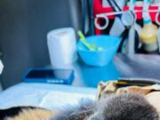 Rescatan monita aulladora en Cosolea