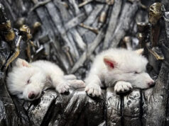 Clonan dos cachorros del lobo terrible de Game of Thrones