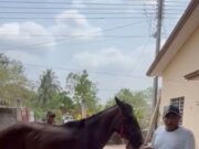 Maltrata a caballo en plena carretera del sur de Veracruz