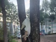 Terror en Xalapa: cuelgan gato sin vida en un árbol