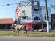 Toro agresivo se pasea por Nanchital