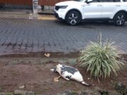 Denuncian en redes muerte de patito en lago de las Ánimas