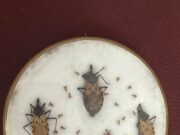 Alertan por chinches y la enfermedad de Chagas en la zona sur