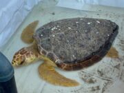 Deberá ser operada la tortuga marina rescatada en playa de Coatza