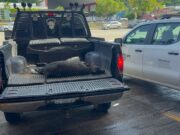 Siguen ataques de felino en zona rural de Coatzacoalcos