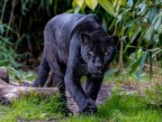 Jaguar migró de otro estado para cazar en Coatza