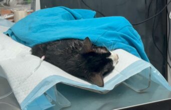 Le ponen veneno a gatos del mercado Morelos de Coatza