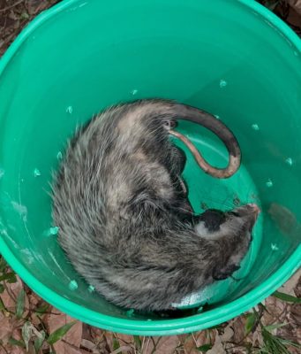 Rescatan a otra hembra tlacuache con sus crías en Coatzacoalcos, autoridades insisten en el llamado a no lastimarlas