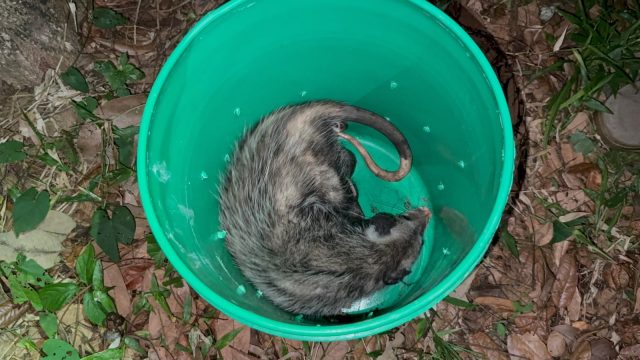 TLACUACHE RESCATADO (2)